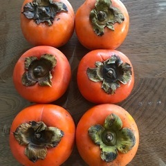 柿・カキ・かきの画像