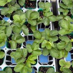 イチゴの苗 【１０株で１０００円】2025-１２《受渡完了》の画像