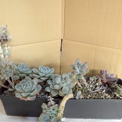 多肉植物　観葉植物　インテリア　の画像