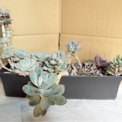 多肉植物　観葉植物　インテリア　の画像