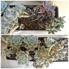 多肉植物　観葉植物　インテリア　の画像