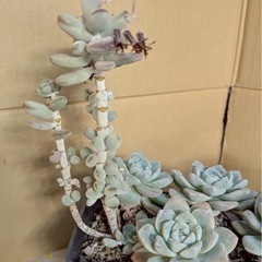 多肉植物　観葉植物　インテリア　の画像
