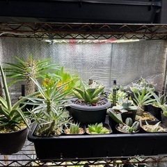 観葉植物いろいろの画像