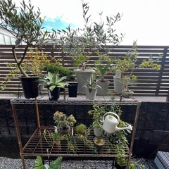 観葉植物いろいろの画像