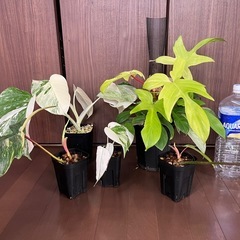 観葉植物いろいろの画像