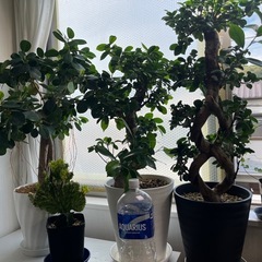 観葉植物いろいろの画像