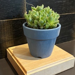 台座　フィギュア台　飾り台の画像