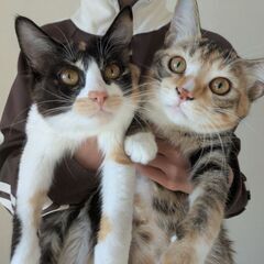 里親募集（子猫）