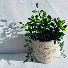 妖精が宿るといわれるつる性ガジュマル˖ ࣪⊹の画像