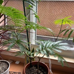 観葉植物　エバーフレッシュ の画像