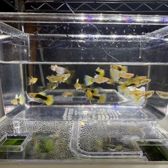 グッピー  (TAXi) の画像