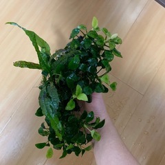 アヌビアス・ナナの画像