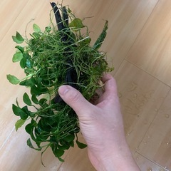 アヌビアス・ナナの画像