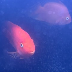 【お話中】キングパロット（一匹）差し上げます の画像