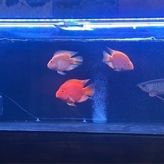 【お話中】キングパロット（一匹）差し上げます の画像