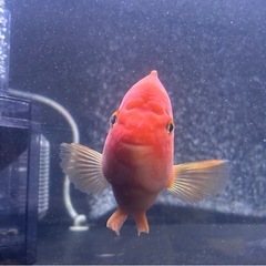 【お話中】キングパロット（一匹）差し上げます の画像