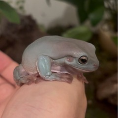 イエアメガエルの画像