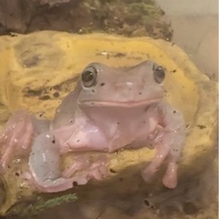 イエアメガエルの画像