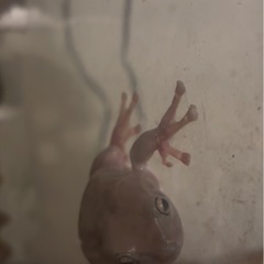 イエアメガエルの画像