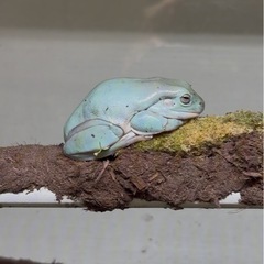 イエアメガエルの画像