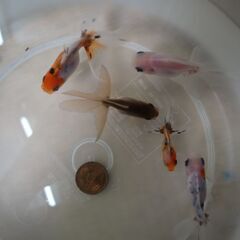 金魚　東錦　5匹になります。の画像