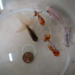 金魚　東錦　5匹になります。の画像
