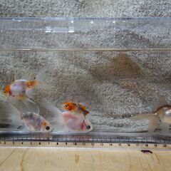 金魚　東錦　5匹になります。の画像
