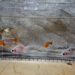 金魚　東錦　5匹になります。の画像