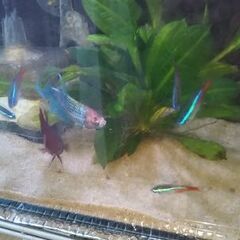 ★♀ベタ　ネオンテトラ★の画像