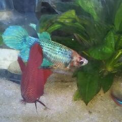 ★♀ベタ　ネオンテトラ★の画像