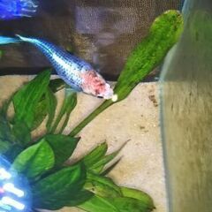 ★♀ベタ　ネオンテトラ★の画像