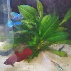 ★♀ベタ　ネオンテトラ★の画像