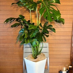 モンステラ お取引中の画像