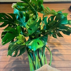 モンステラ お取引中の画像