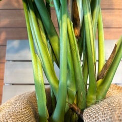 モンステラ お取引中の画像