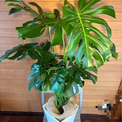 モンステラ お取引中の画像