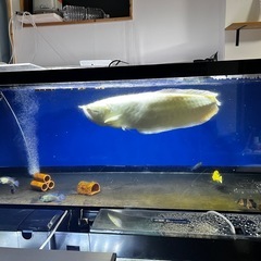 アルビノシルバー3万・アクリル水槽7万の画像