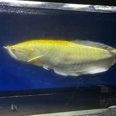 アルビノシルバー3万・アクリル水槽7万の画像