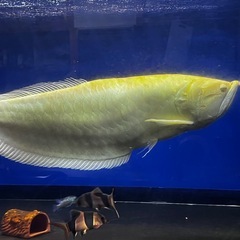 アルビノシルバー3万・アクリル水槽7万の画像