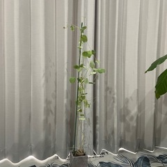 ステファニア　ピエレイ　塊根植物の画像