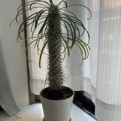 ディオーン・スピヌロスムの画像