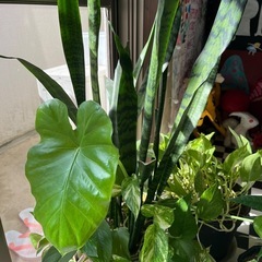 観葉植物×3鉢とアボカド苗木セットの画像