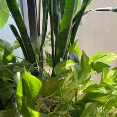 観葉植物×3鉢とアボカド苗木セットの画像