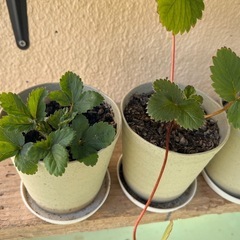 いちごの苗の画像