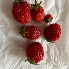 いちごの苗の画像