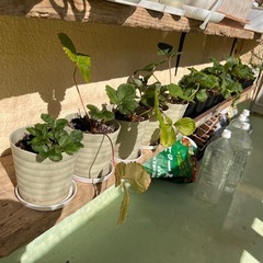 いちごの苗の画像