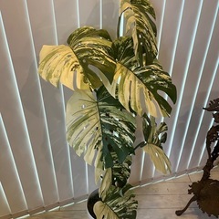 モンステラ斑入り光培養フェイクぐりーんグリーンの画像