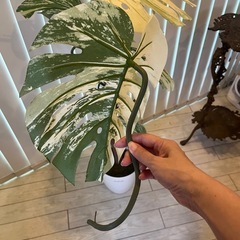 モンステラ斑入り光培養フェイクぐりーんグリーンの画像