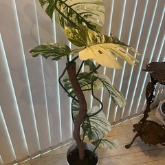 モンステラ斑入り光培養フェイクぐりーんグリーンの画像