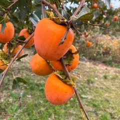 渋柿自由に収穫して下さいの画像